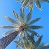 palmposhstyle
